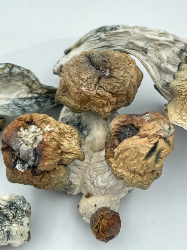 Bluey-Vuitton-Shroom-scaled Bluey Vuitton 28 grams Magic Shrooms