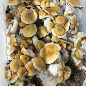 28 grams Hillbilly Pumpkin