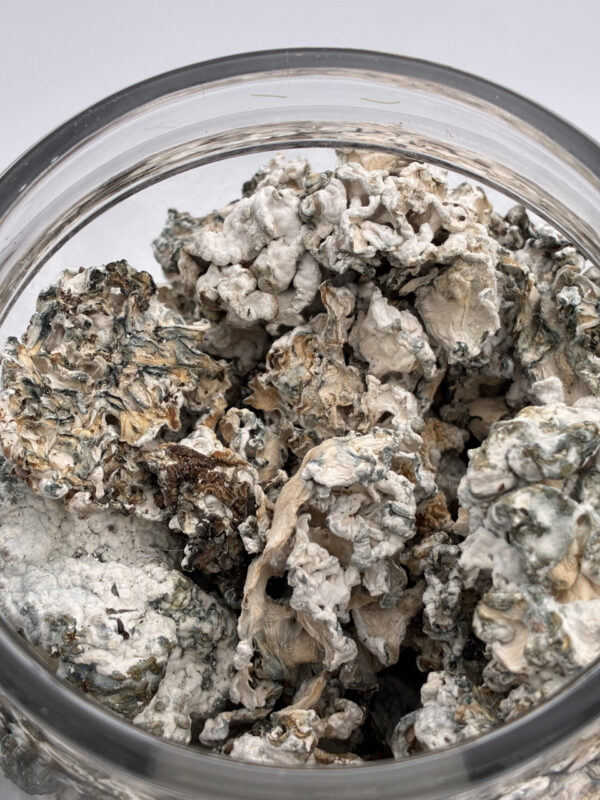 IMG_0016-scaled 28 grams Enigma Magic Mushrooms