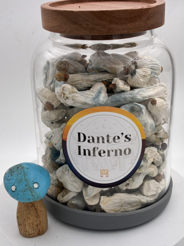 IMG_0018-scaled 28 grams Dante’s Inferno Magic Mushrooms