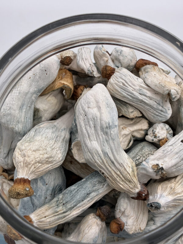 IMG_0020-scaled 28 grams Dante’s Inferno Magic Mushrooms