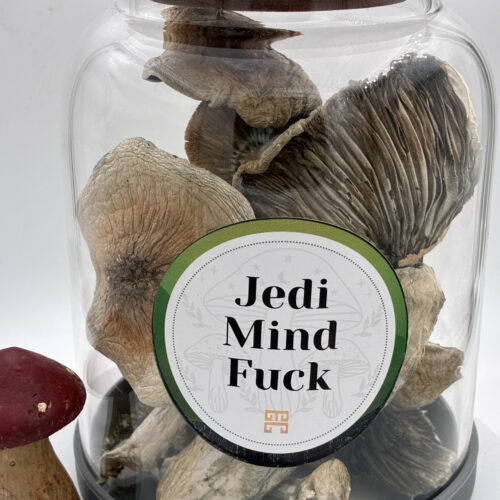 IMG_0025-500x500 28 grams Jedi Mind Fuck Magic Mushrooms