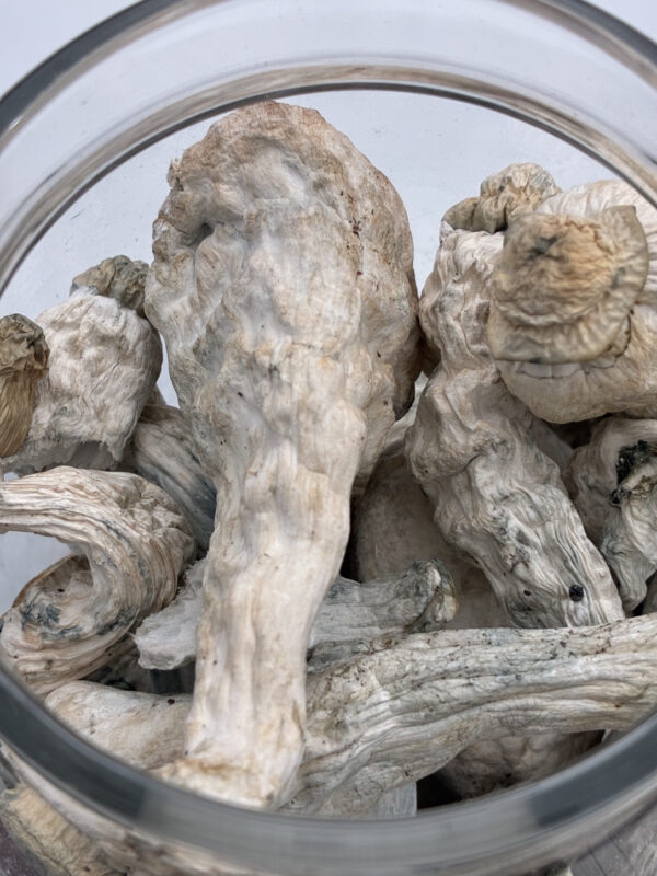 IMG_0028-scaled 28 grams Lucid Gates Magic Mushrooms