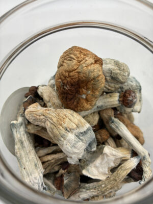 28 grams Penis Envy Magic Mushrooms