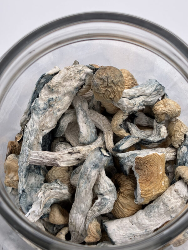 IMG_0036-scaled 28 grams Creature Magic Mushrooms