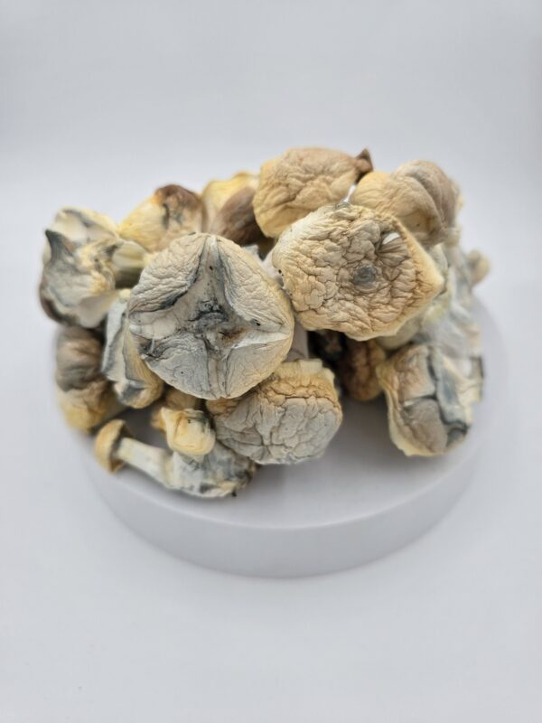 Iceberg Magic Mushrooms