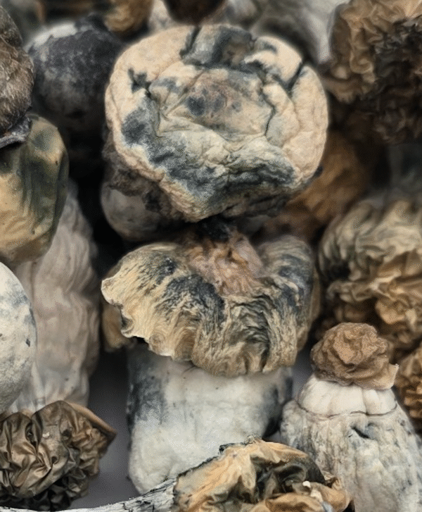 28 grams SNAPE – Starry Night Albino Penis Envy